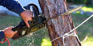 Best Pest Control for Lawns  in Taylor, AZ