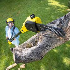 Best Leaf Removal  in Taylor, AZ