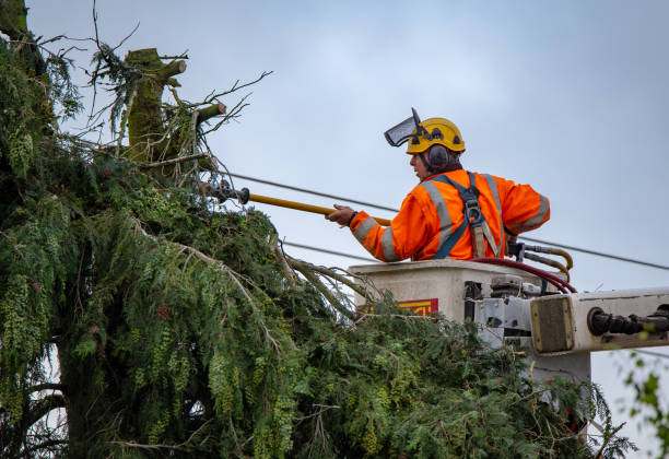 Best Tree Maintenance Programs  in Taylor, AZ
