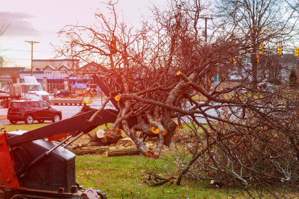 How Our Tree Care Process Works  in  Taylor, AZ