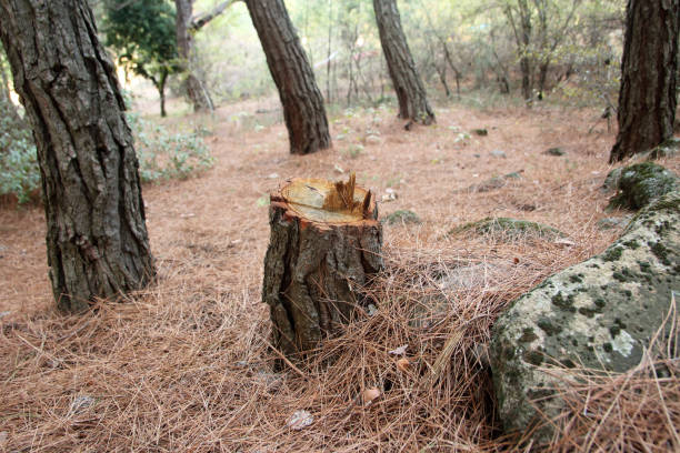 Best Tree Health Inspection  in Taylor, AZ