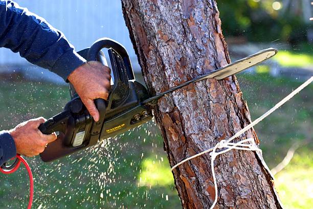  Taylor, AZ Tree Care Pros