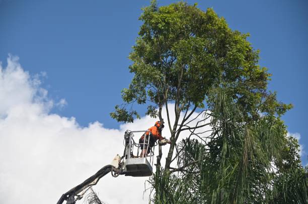 Best Arborist Consultation Services  in Taylor, AZ