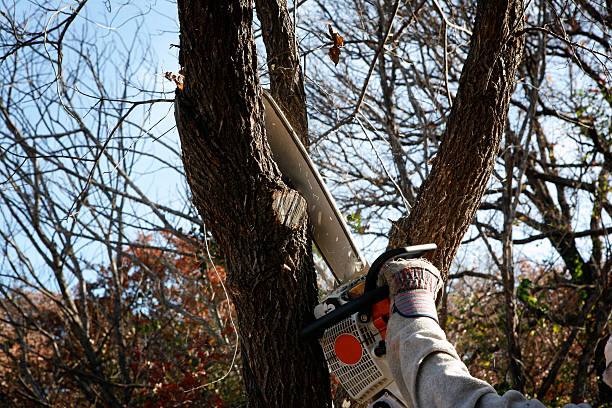 Best Commercial Tree Services  in Taylor, AZ