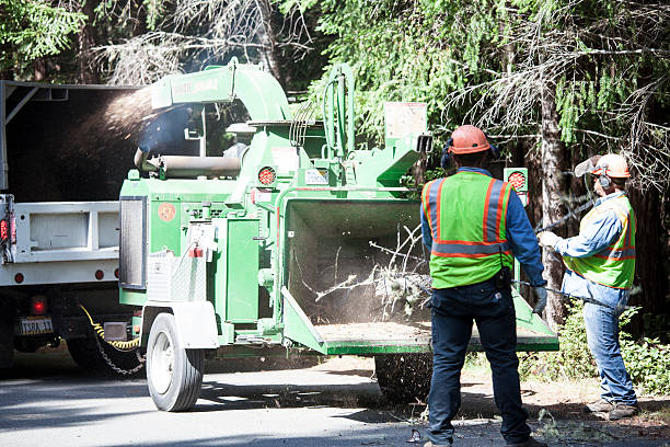 Best Tree Risk Assessment  in Taylor, AZ